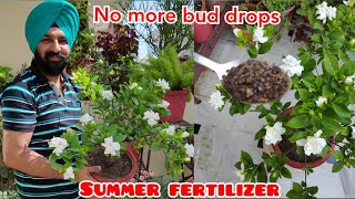 Best fertilizer for gardenia plant care Gardenia plant bud drop solution gandhraj plant care [upl. by Llekcm]