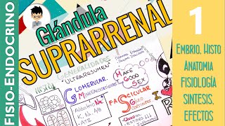 FISIOLOGÍA DE LA GLÁNDULA SUPRARRENAL CORTISOL Completo embrio anato histo Fisio Endocrino1 [upl. by Einitsed183]