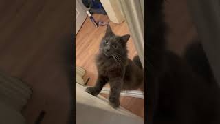 Nebelung Cat Opens The Door And Questions Owners Audacity  Jinx The Nebelung [upl. by Anyzratak]