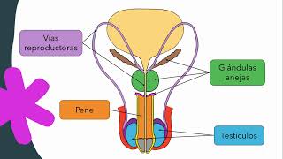 Anatomía y fisiología del aparato reproductor masculino [upl. by Ennovihs]