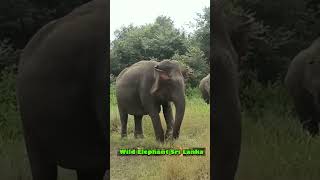 Wasgamuwa National Park  Wild Elephant Sri Lanka elephant elephantattack [upl. by Nahtanha]