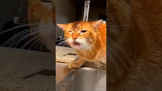 funny dogs and cats funnyvideos funny cat dog [upl. by Iras]