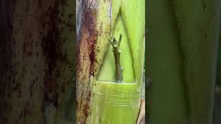 Mango growing on banana tree cultivation [upl. by Morten]