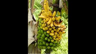 🔴Mi hermosa planta de plátano banano youtubeshorts [upl. by Ayital]