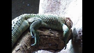 Caiman Lizard at London Zoo [upl. by Chick]