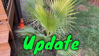 Mexican Fan Palm Washingtonia robusta July Update [upl. by Durgy]