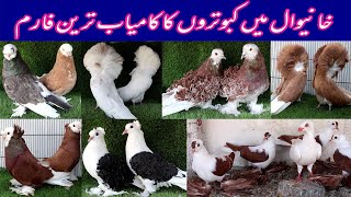 Biggest Fancy Pigeons SetupFarm in Khanewal Pakistan Imported Fancy Pigeons Farm Top 10 Pigeons [upl. by Eneloc]