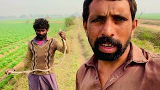 black cobra funny video safdar ali pendu channel [upl. by Boarer897]