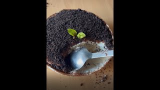 Tiramisú de Oreo  Postre Fácil y Espectacular 🤤 [upl. by Findlay]