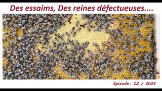 Des essaims Des reines défectueusesapiculteurlesabeillesdefred07apicultureabeille [upl. by Simonetta]