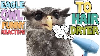 Eagle Owl Choco Funny Reaction to Hairdryerフクロウ ワシミミズク сова сыч филин 雕鸮 猫头鹰 올빼미목 Burung Hantu [upl. by Ynohtnaluap]