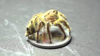 BIGGEST JUMPING SPIDER Female  Hyllus diardi 18mm [upl. by Irat51]