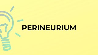 What is the meaning of the word PERINEURIUM [upl. by Sseb]