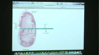 32 BB 350 Fatty Acid Oxidation and Synthesis  Kevin Aherns Biochemistry Online [upl. by Marchak135]