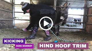 Difficult amp Kicking  Mini Donkey Hind Hoof Trim [upl. by Aldous]