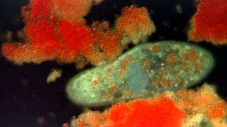 Introduction to the Protists [upl. by Tod]