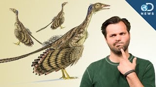 How Did Dinosaurs Evolve Into Birds [upl. by Button971]