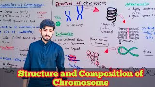 Composition and Structure of Chromosome in Microscope  Biology 12th • Chapter 20 [upl. by Velda83]