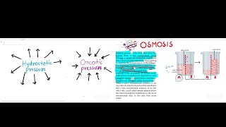 Hydrostatic pressure  Osmotic pressure  Osmosis  Saunders  Nursing competitive exam [upl. by Kevyn]