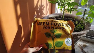 review of neem powder for plant [upl. by Stefanac]