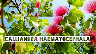 CALLIANDRA HAEMATOCEPHALA  POWDER PUFF PLANT  CARE AND TIPS FOR HEAVY BLOOMING 🌷🌷 [upl. by Anitirhc]