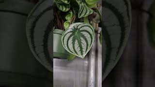 Peperomia argyreia watermelon peperomia [upl. by Atteuqnas]