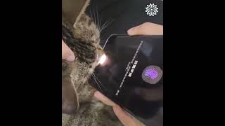 Cat unlocking a phone by bopping her nose into it animals cuteanimals catlover [upl. by Yci]