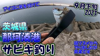 茨城県 那珂湊港 9月下旬 サビキ釣り 2023 ボラとアイゴが釣れます [upl. by Valenba815]