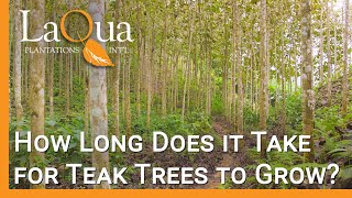 How Long Do Teak Trees Grow Before Harvest  LaQua Plantations [upl. by Nomaj634]