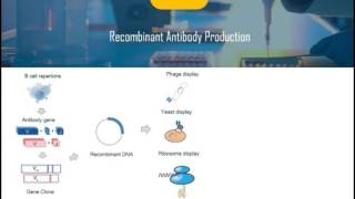 Introduction of Recombinant Antibody [upl. by Atews997]