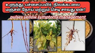 பயிறு வகை பயிர்களில் மஞ்சள் நோய் மற்றும் பயிர் வடல் மேலாண்மை [upl. by Yand]