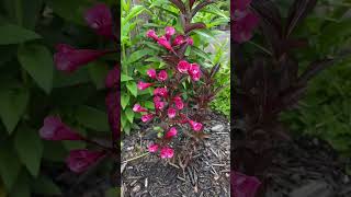 Dwarf Weigela “Burgundy Baby” In Blooms May 122024 [upl. by Dorren]