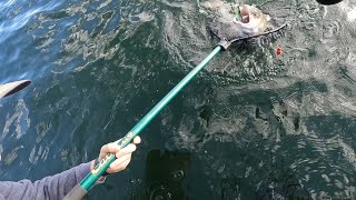 Trolling for Trophy Lake Trout [upl. by Arissa]