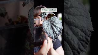 Watch full video here ⬆️ begonia repotting plantcare plants houseplants indoorplants [upl. by Oelak]