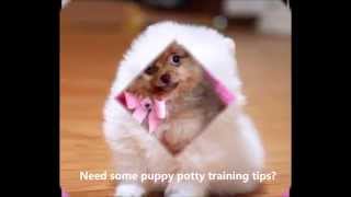 Potty Training A Pomeranian  Need Help Potty Training A Pomeranian Doesnt Have To Be Hard [upl. by Arfihs]