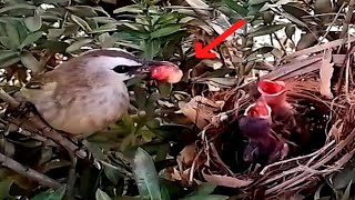 Yellowvented bulbul bird brings fruit for baby to eatbirds [upl. by Lionello695]