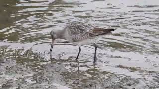 Bar tailed Godwit [upl. by Nobie]