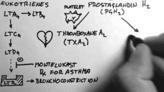 Arachidonic Acid amp Eicosanoids [upl. by Ahseret]