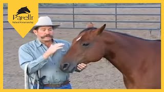 Parelli Natural Horse Training Tip Approaching a Horse in a Corral [upl. by Zinah]