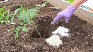 See What Happens When You Add Epsom Salt to Your Plants [upl. by Lux]