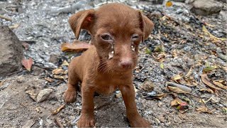 Rescue of a Scared Abandoned Puppy with a Broken Heart  a miracle came to it [upl. by Ewnihc442]