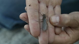 Life cycle of the stonefly on the Yellowstone River [upl. by Eyak]