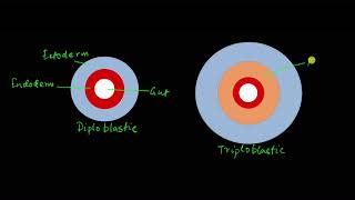 Classification of animals  Animal kingdom  Biology  Khan Academy [upl. by Drice187]