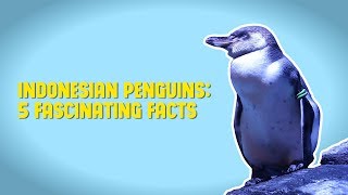 Indonesian Humboldt Penguins 5 Fascinating Facts [upl. by Yrrej582]