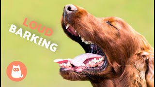 Dogs BARKING LOUD Compilation 🐶🔊 See How Your DOG REACTS [upl. by Larissa]