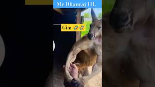 Kangaru🦘vs 🐕dog viralshorts shortsfeed [upl. by Agatha]