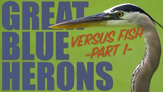 GREAT BLUE HERONS vs FISH Part 1  Vischer Ferry Nature Preserve [upl. by Yanej]