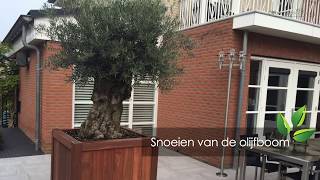 Het snoeien van de olijfboom  OlijfboomSpecialistnl  Mediterrane bomen vertrouwd dichtbij [upl. by Licko207]