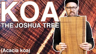 INSANITY GRADE KOA  The Joshua Tree  Acacia Koa Acoustic Guitar Tonewood  Tommys Tonewoods [upl. by Elicec]