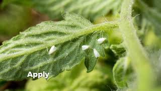 How to Control whiteflies in Tomato 🍅 [upl. by Analim136]